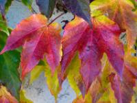 Farbenfrohe Blätter am Wilden Wein